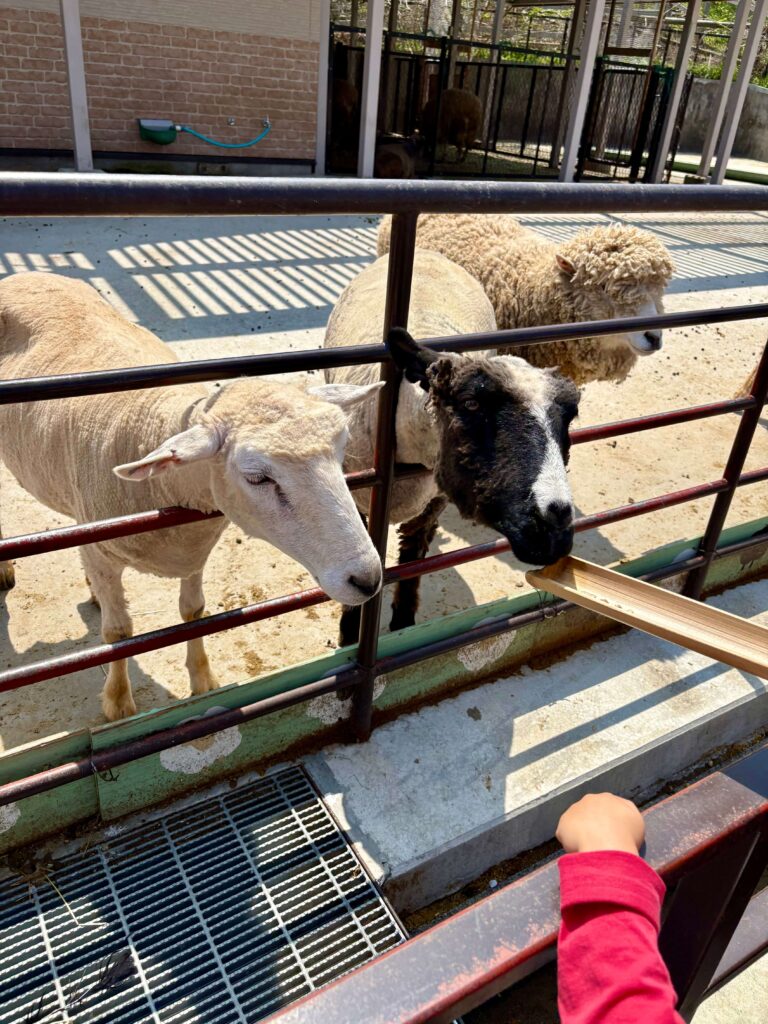 My kid feeding sheep