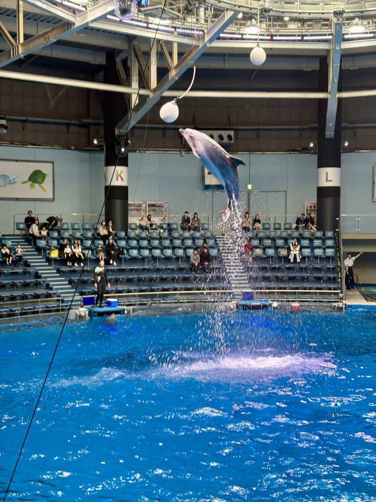 Dolphin show at Maxell Aqua Park Shinagawa Tokyo