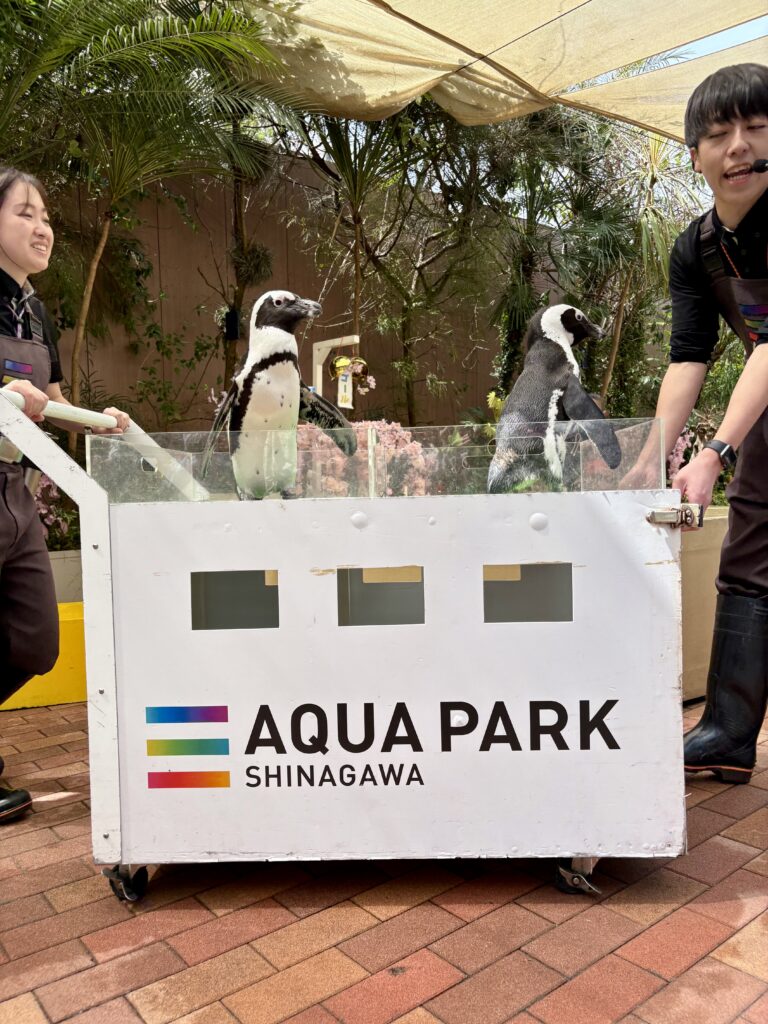 Penguin parade at Maxell Aqua Park