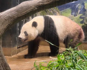 Panda at Ueno Zoo