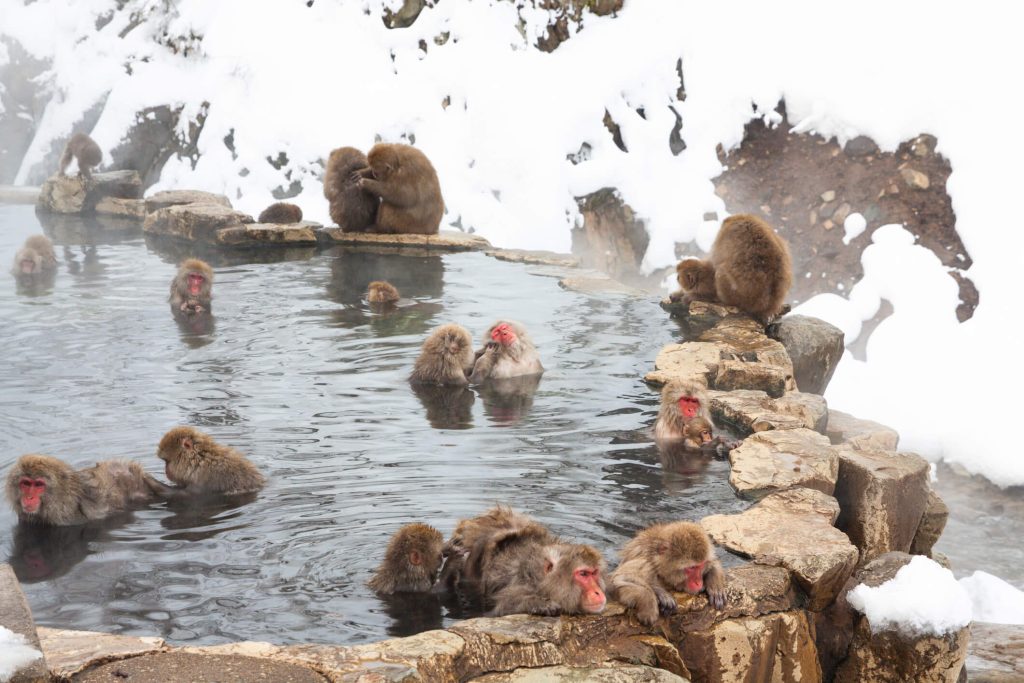 Jigokudani Snow Monkeys