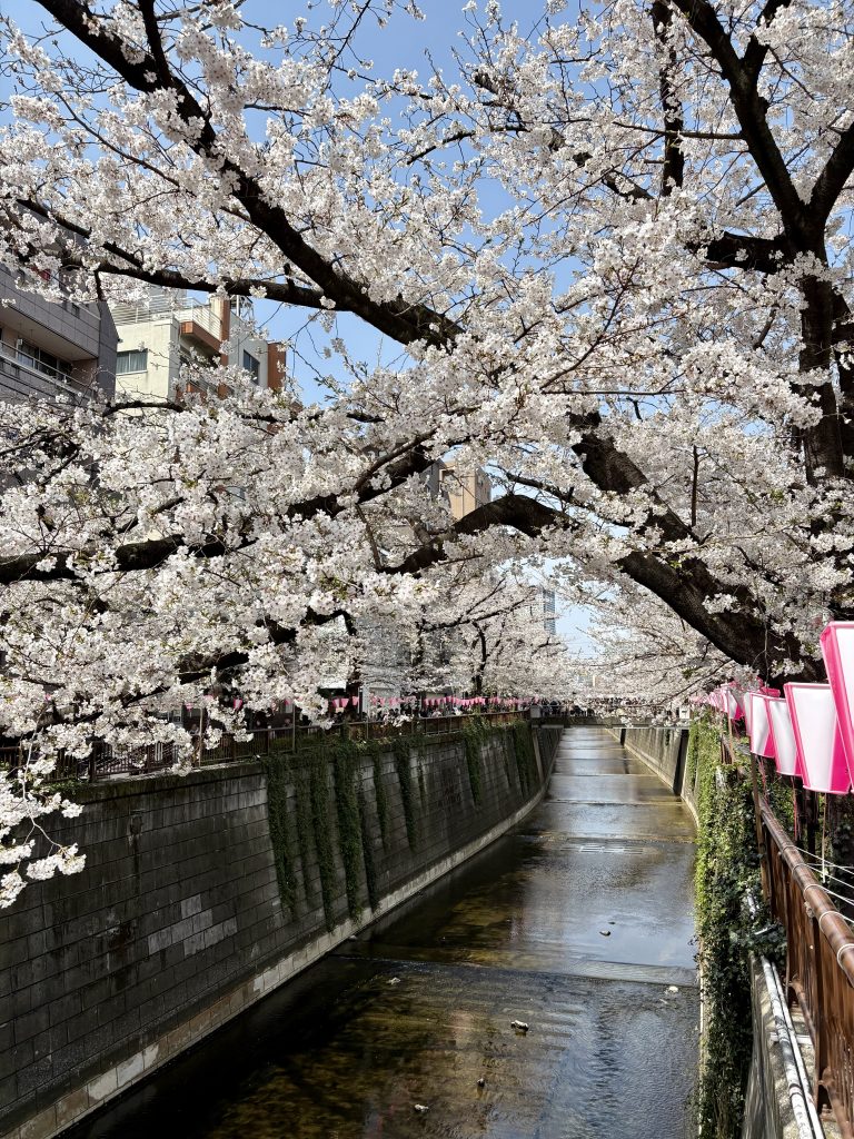 Meguro River Cherry Blossoms in March 2025