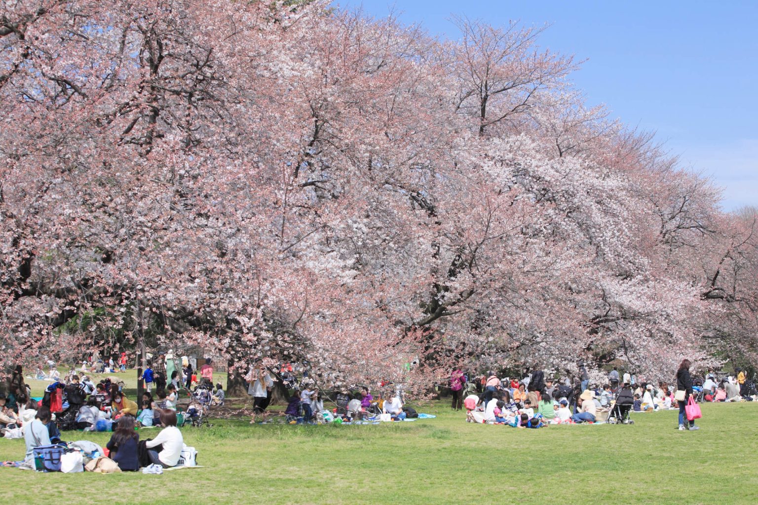 Hanami Etiquette: A Polite Person's Guide to Cherry Blossom Parties