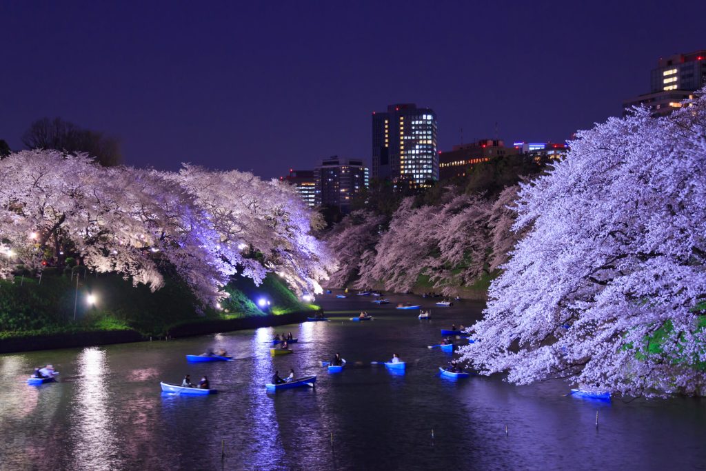 Chidorigafuchi Yozakura - illuminated cherry blossoms at night