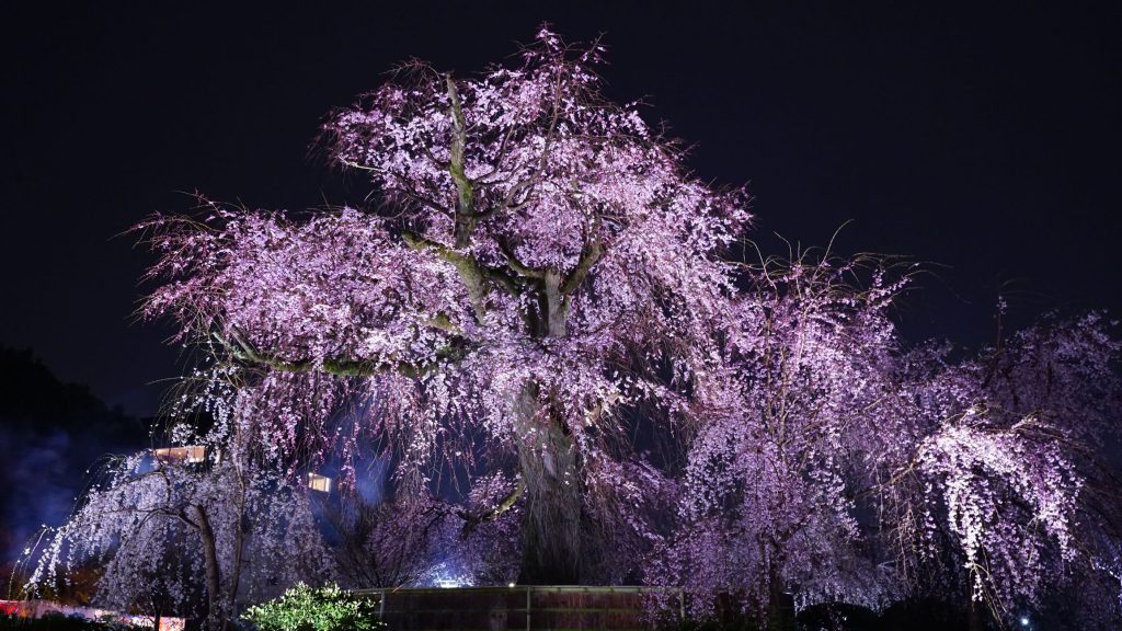 Illuminated weeping cherry tree at Maruyama Park, in Kyoto