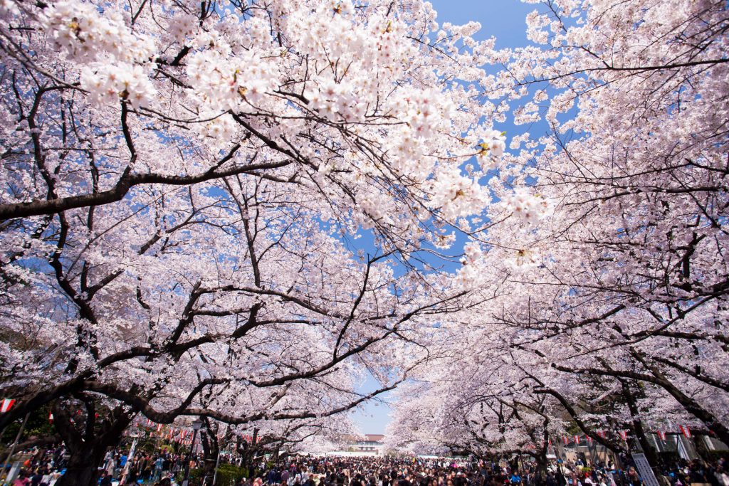 Cherry Blossoms with massive crowds at Ueno Park, Tokyo