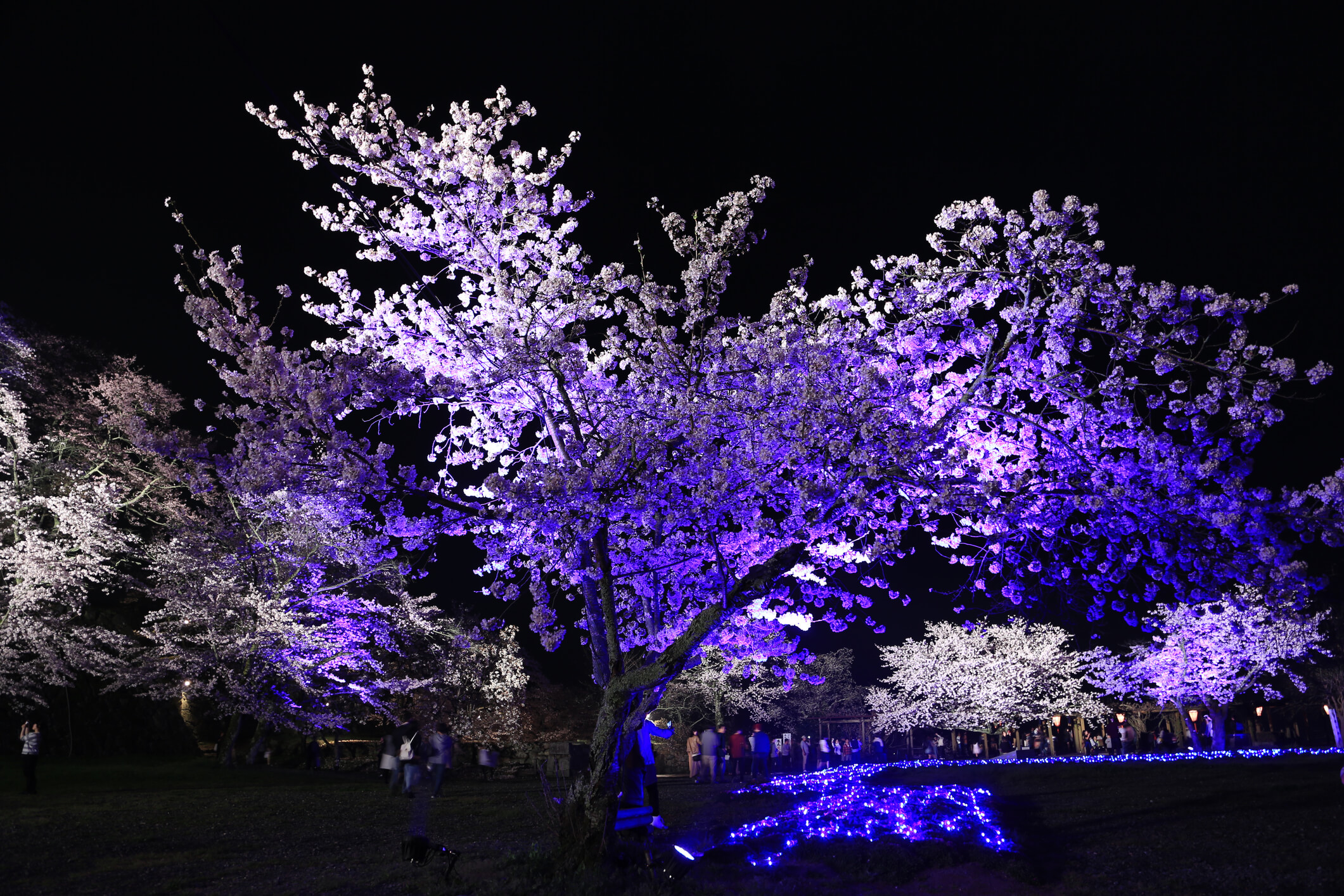Yozakura - illuminated cherry blossom viewing