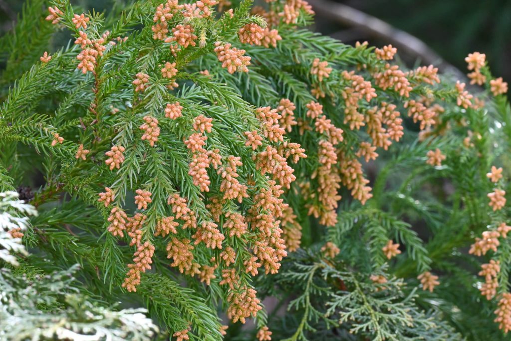 Japanese cedar trees in full blossom