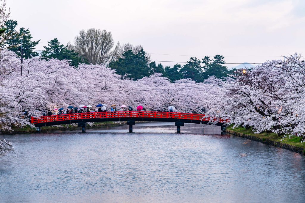 Where to See Cherry Blossoms in April in Japan