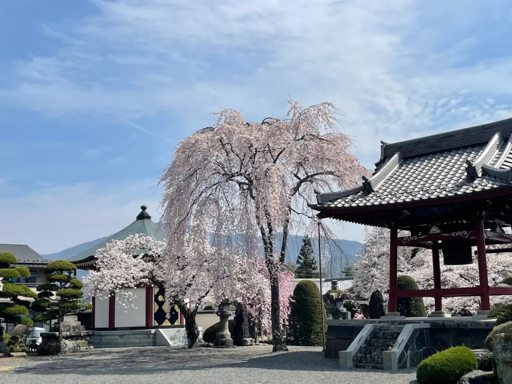 Fuji Omuro Sengen Shrine during cherry blossom season in April