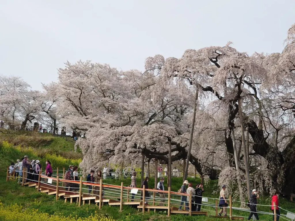 The famous Miharu Takizakura in full bloom