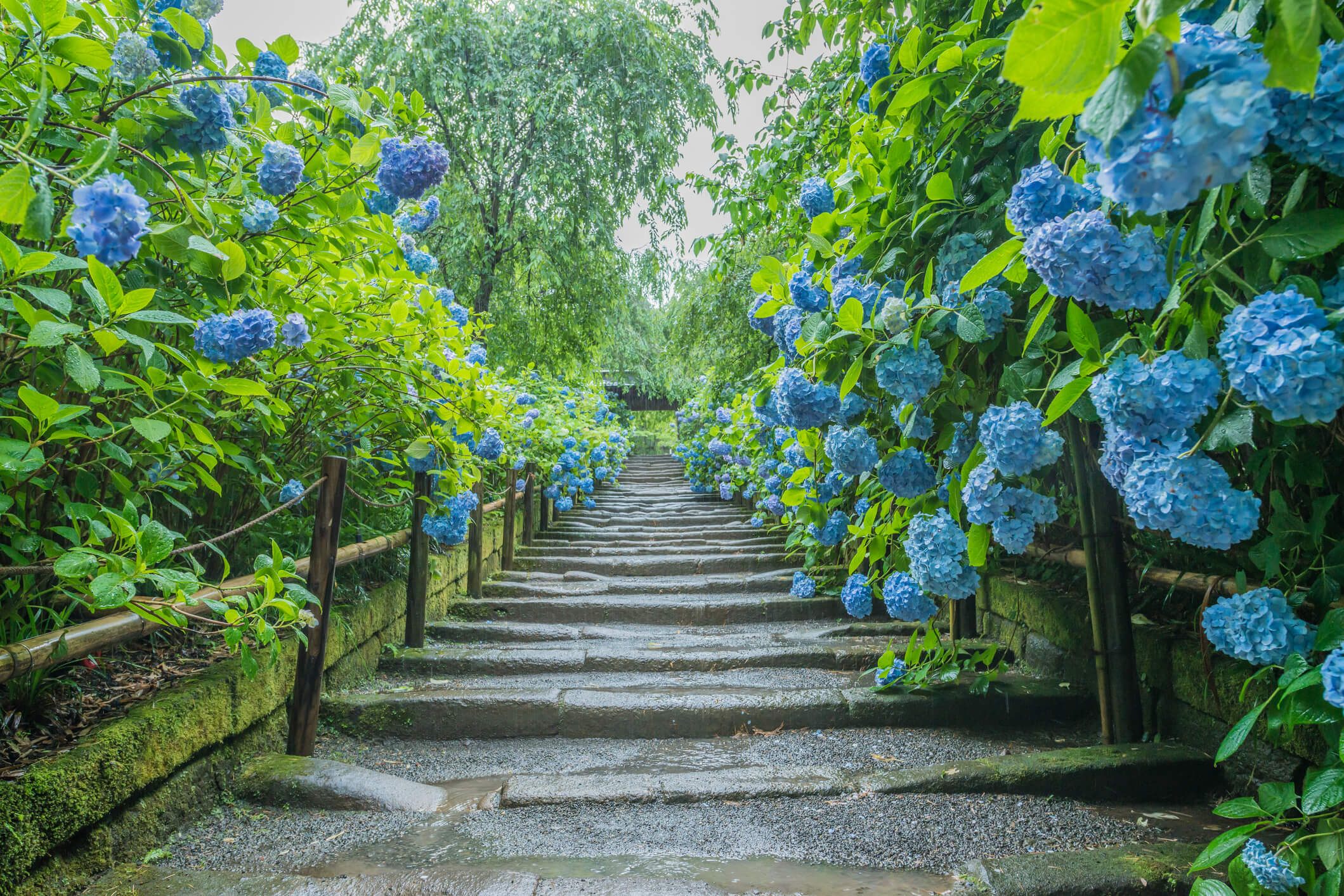 Rainy Season in Japan