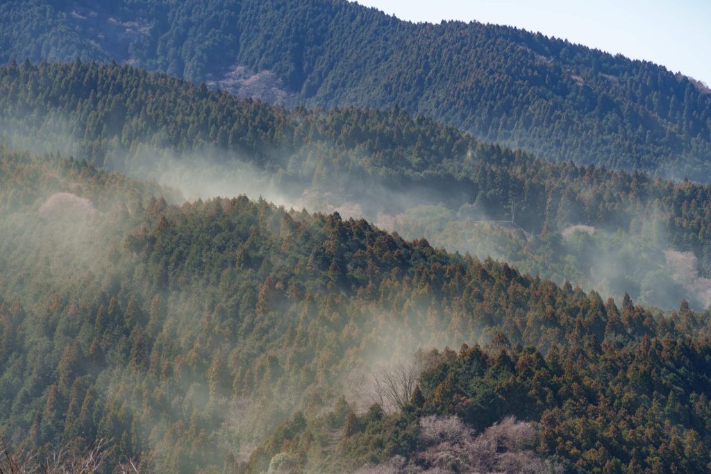 Cedar pollen disperses in the air