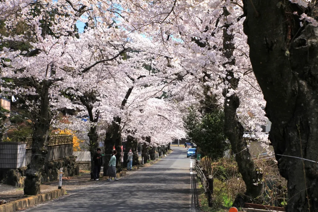View of Tลni-chล Hongล Cherry Blossom Avenue
