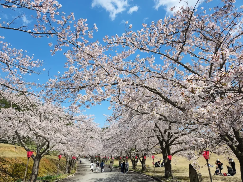 Cherry blossoms at Yanagida Botanical Garden Park